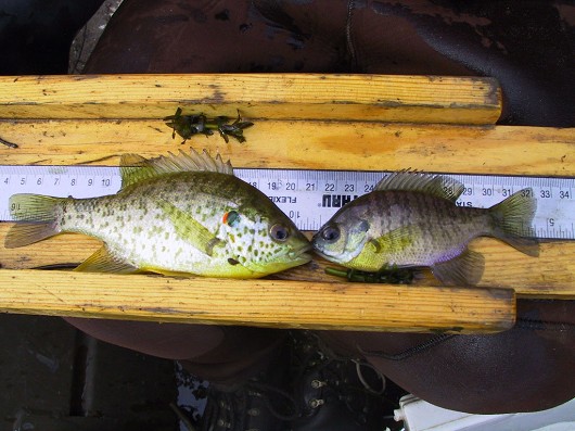Redear sunfish (left) and bluegill (right). Photo courtesy of Professor Peter B. Moyle.