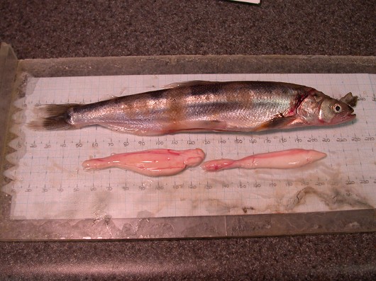 Eulachon, male, caught in rotary screw trap  on the Sacramento River at Knights Landing on 1/27/2006. Photo by Michael S. Brown, California Department of Fish and Game. Note: Gonads were removed and are shown below the fish.