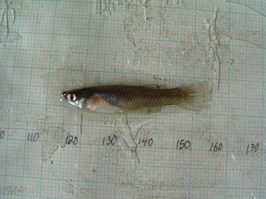 Western mosquitofish, captured in rotary screw trap on Sacramento River at Knight's Landing. Date: 1/29/2009. Photo by Dan Worth, California Department of Fish and Game.