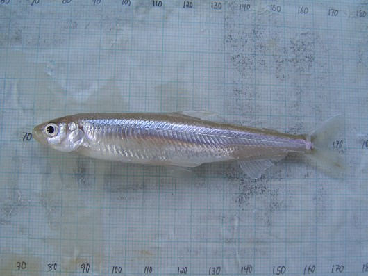 Wakasagi, captured in rotary screw trap on the Sacramento River at Knight's Landing on 2/26/2009. Photo by Dan Worth, California Department of Fish and Game.