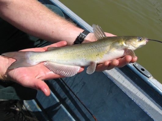 Channel catfish, caught in Nacimiento Reservoir in May 2008 by Teejay O'Rear. Photo by Amber Manfree.