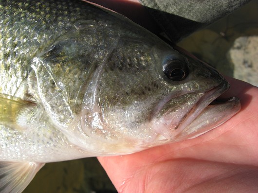 Largemouth bass (showing maxilla) caught in Lake Berryessa Reservoir in March 2009 by Teejay O'Rear. Photo by Amber Manfree.