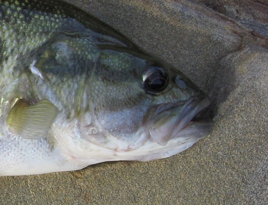 Spotted bass (showing maxilla) caught in Lake Berryessa Reservoir in March 2009 by Teejay O'Rear. Photo by Amber Manfree.
