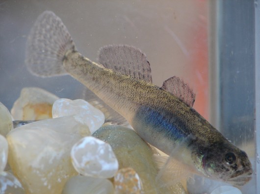 Tidewater goby. Captured from Lake Earl (a coastal lagoon in Del Norte County, CA) in 2007. Size: approximately 48 mm (2