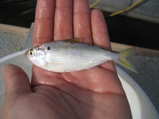 Threadfin shad, captured in rotary screw trap on the Sacramento River at Knight's Landing on 11/23/2008. Photo by Nicholas Miguel, California Department of Fish and Game.