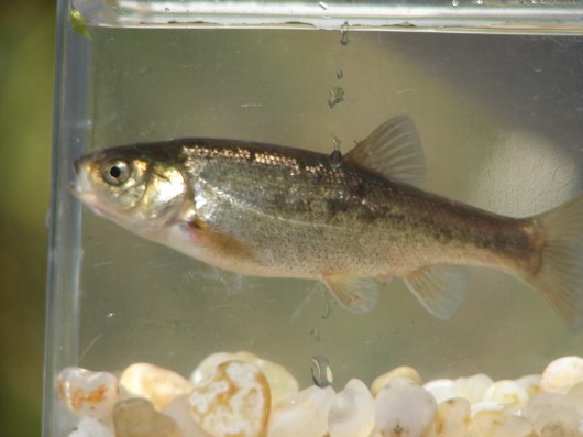 Arroyo chub. Captured from San Antonio Creek (Vandenberg Air Force Base) in 2008. Photo by Carl Page, ARS Consulting.