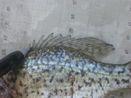 Black crappie, showing dorsal fin with 7 spines, captured in rotary screw trap on the Sacramento River at Knight's Landing on 3/7/2009. Photo by Nicholas Miguel, California Department of Fish and Game.