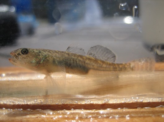 Tidewater goby. Captured from Big Lagoon, CA, on 5/9/2006, with a pole seine during a US Fish and Wildlife Service workshop.  Size: approximately 45 mm long. Photo by Zack Larson.
