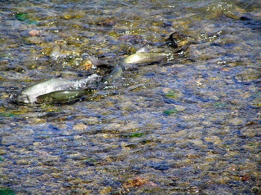 Hitch spawning at Bell Hill Road Crossing on Adobe Creek (Clear Lake, CA) on 4/21/2006. Photo by Richard Macedo, California Department of Fish and Game.