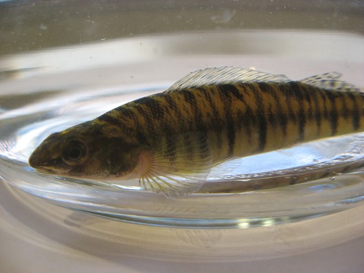 Bigscale logperch, anterior. Captured from Putah Creek in November 2008. Photo by Teejay O'Rear, March 2009.