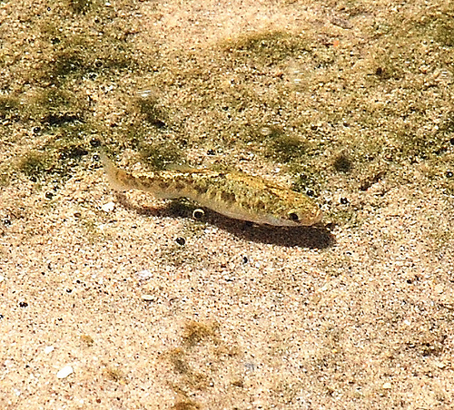 Salt Creek pupfish, female. Photographed at Salt Creek, CA (Death Valley National Park). Date: 4/18/09. Photo by Dr. Cynthia S. Shroba, College of Southern Nevada.