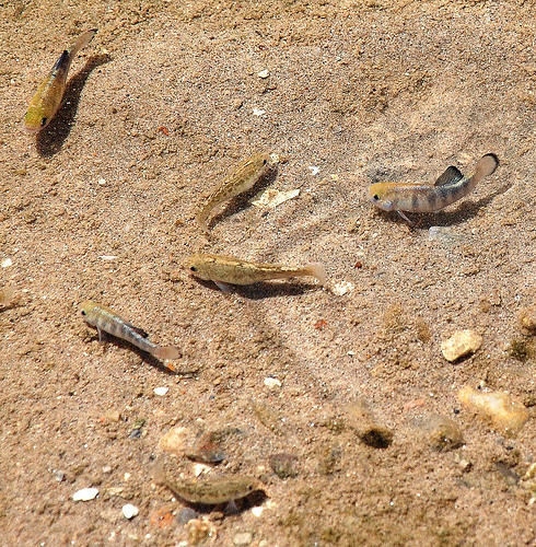 Salt Creek pupfish, group. Photographed at Salt Creek, CA (Death Valley National Park). Date: 4/18/09. Photo by Dr. Cynthia S. Shroba, College of Southern Nevada.