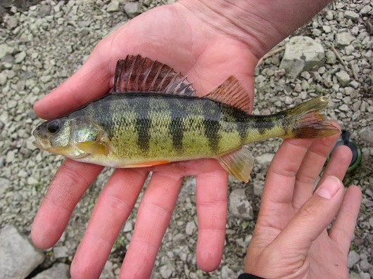 Yellow perch, caught in Iron Gate Reservoir, California on 13 May 2009 by Teejay O'Rear. Photo by Amber Manfree.