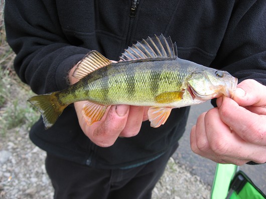 Yellow perch (right side), caught in Iron Gate Reservoir, California on 13 May 2009 by Teejay O'Rear. Photo by Amber Manfree.