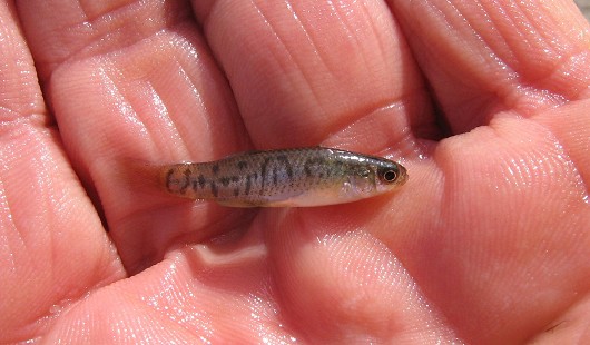 California killifish, captured from Zuma Creek Lagoon, Los Angeles County, CA on 26 January 2006.  Photo by Steve Howard.