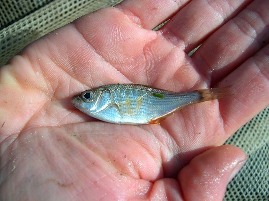 Shiner perch, captured from Edison Canal, Ventura County, CA on 15 December 2005. Photo by Steve Howard.