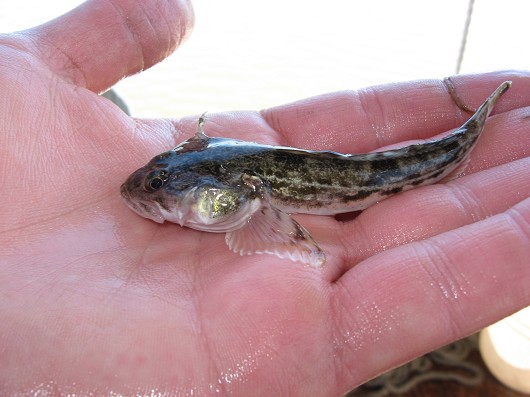 Pacific staghorn sculpin caught in Suisun Marsh, CA on 20 August 2008. Photo by Amber Manfree.