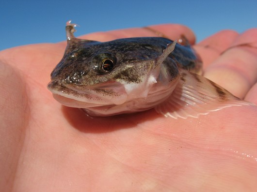Pacific staghorn sculpin (head) caught in Suisun Marsh, CA on 20 August 2008. Note the large, branched spine (the 