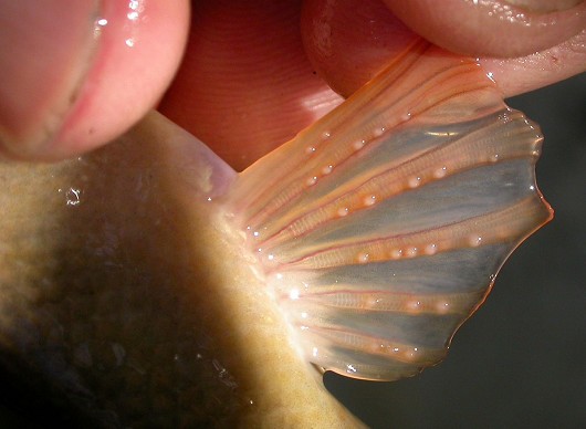 Santa Ana sucker (fin, showing tubercles), captured from Haines Creek, Los Angeles County, CA on 12 January 2004.  Photo by Steve Howard.