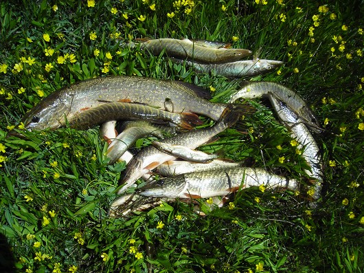 Northern pike (group), captured from Lake Davis, CA. Photo by Robert Vincik, California Department of Fish and Game.
