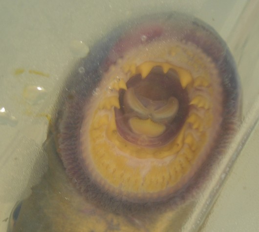 Pacific lamprey (mouth), captured in rotary screw trap on Sacramento River at Knight's Landing. Photo by Robert Vincik, California Department of Fish and Game.