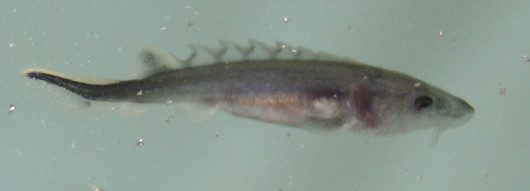 Green sturgeon, larvae, swimming. Photo courtesy of Dennis Cocherell, UC Davis.