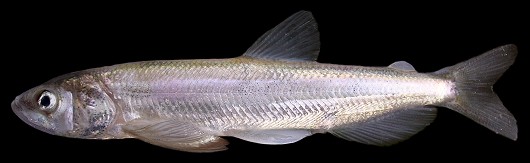 Longfin smelt, male, 141 mm FL. Photographed on March 7, 2008 at the Tracy Fish Collection Facility, Tracy, CA. Photo by René Reyes, US Bureau of Reclamation.