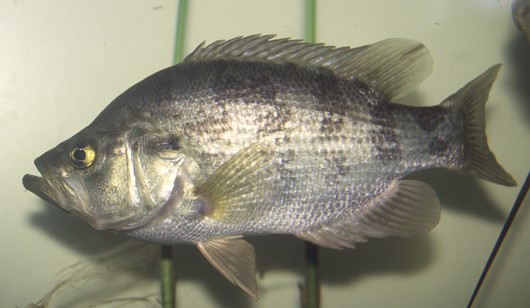 Sacramento perch, adult male. Captured from Sindicich Lagoon, Martinez, California in May 2001. SL = 238 mm. Photo by Chris Miller, Contra Costa Mosquito & Vector Control District, California.