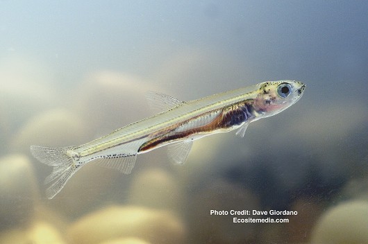 Delta Smelt, juvenile (swimming), UC Davis Fish Conservation and Culture Lab, Byron, CA (largely funded by the California Department of Water Resources) May 15, 2008. Note: lower half of caudal fin is torn.