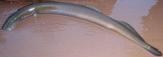 Klamath River lamprey. Captured attached to a brown trout from the upper Trinity River near river mile 85 on 22 July 2009. Total length: 27 cm. Photo courtesy of John Hileman, California Department of Fish and Game.