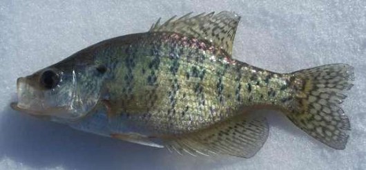 White crappie. Photo courtesy of Corey Geving, webmaster at roughfish.com.