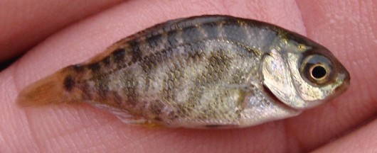 Tule perch, juvenile, barred morph, captured from the Russian River, CA on 05/22/2009. Length approximately 2 cm (1