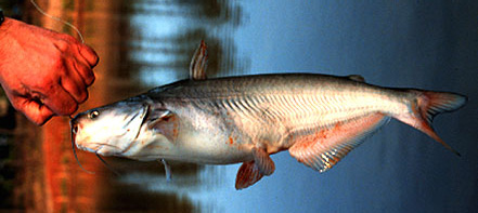 Blue catfish, adult. Caught in Marion, Alabama on 9 February 1994. Photo by Konrad Schmidt, Nongame Fish Biologist, Division of Ecological Services, Minnesota Department of Natural Resources.