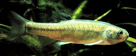 Fathead minnow. Photo by Konrad Schmidt, Nongame Fish Biologist, Division of Ecological Services, Minnesota Department of Natural Resources.