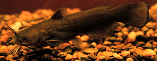 Yellow bullhead. Photo by Konrad Schmidt, Nongame Fish Biologist, Division of Ecological Services, Minnesota Department of Natural Resources.
