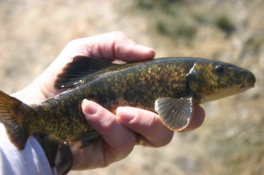 Owens sucker. Location: Hot Creek, CA. Photo by Joe Ferreira, California Department of Fish and Game.