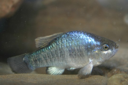 Owens pupfish, male. Location: Fish Slough, CA. Photo by Joe Ferreira, California Department of Fish and Game.