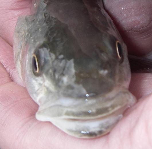 Sacramento pikeminnow, head. Location: Feather River. Date: 19 April 2010. Photo by Lisa C. Thompson. Note the lack of a frenum (bridge of skin) in the groove between the snout and upper lip.