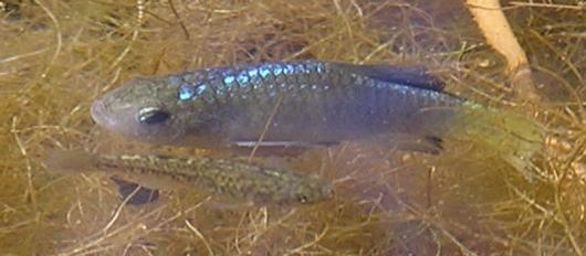 Desert pupfish, male and female. Location: Borrego Springs High School Pond. Date: May 2010. Photo by Sharon Keeney, California Department of Fish and Game.