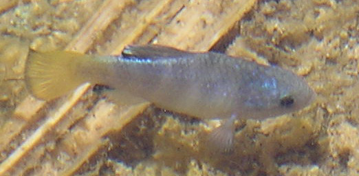 Desert pupfish, male, breeding coloration. Location: Borrego Palm Canyon Pond, Anza-Borrego Desert State Park. Date: May 2010. Photo by Sharon Keeney, California Department of Fish and Game.