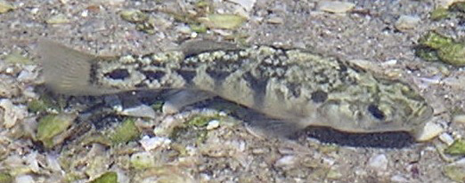 Desert pupfish, female. Location: Arthur 0.5 Drain, Salton Sea. Date: Summer 2006. Photo by Sharon Keeney, California Department of Fish and Game.