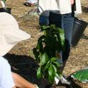 Planting Fruit Trees at Our Garden, a demonstration project of the UC Master Gardener Program of Contra Costa County.