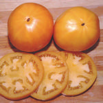 Persimmon_Territorial Seed Co_2021-150