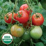 Tomato_Slicer_Stupice_Seed Savers Exchange-150