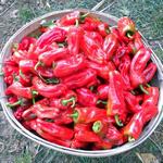 Pepper_Hot_Aleppo_Restoration Seeds-150
