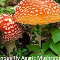 Secret Life of Mushrooms