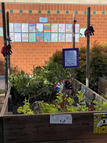 Photo by Kate Verhoef. Jack London Elementary School raised bed with lettuce, kale and poetry.