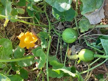 Photo by Greg Letts. Avocado Squash, or Early Bulam, is growing in Our Garden.