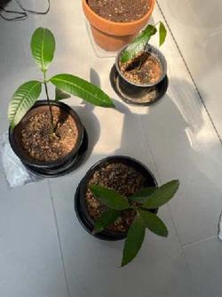 Photo provided by client Client’s mango plants stopped growing.
