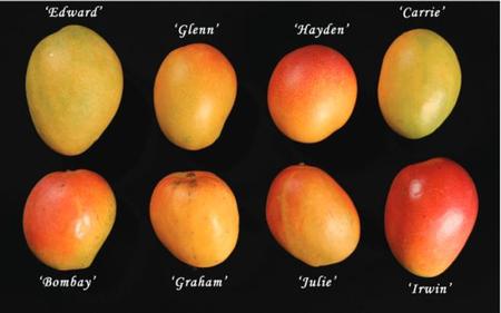 Photo by Ian Maguire, UF/IFAS. https://edis.ifas.ufl.edu/pdf%5CMG%5 CMG21600.pdf Selected mango cultivars